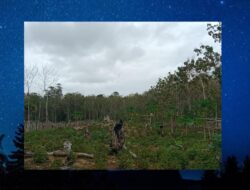 Harga Minyak Nilam Dimubar Anjlok Petani Menjerit Diduga Ada Permainan Tengkulak